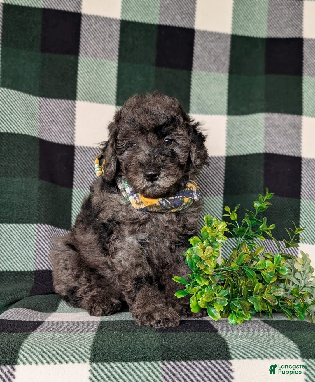 Miniature Poodle dogs for sale: Emerson - Image 7