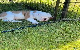 Olde English Bulldogge dogs for sale: Biggy - Image 1