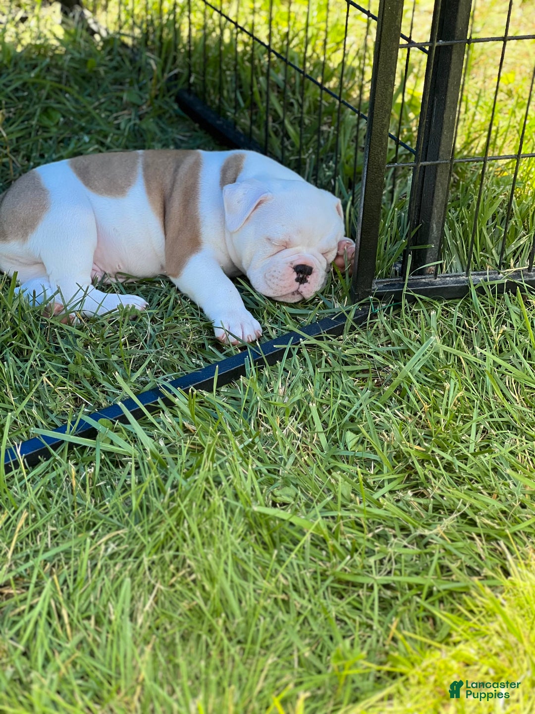 Olde English Bulldogge dogs for sale: Biggy - Image 1