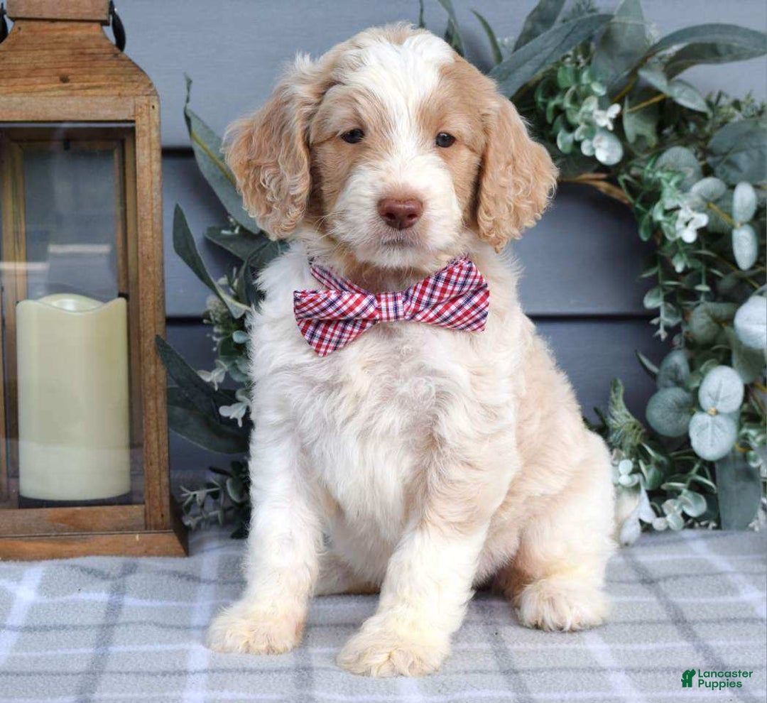 Goldendoodle dogs for sale: Audi - Image 3
