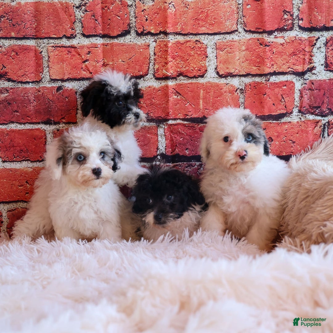 Bichpoo dogs for sale: Bowie - Image 7