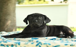 Cane Corso dogs for sale: Hadassah - Image 1