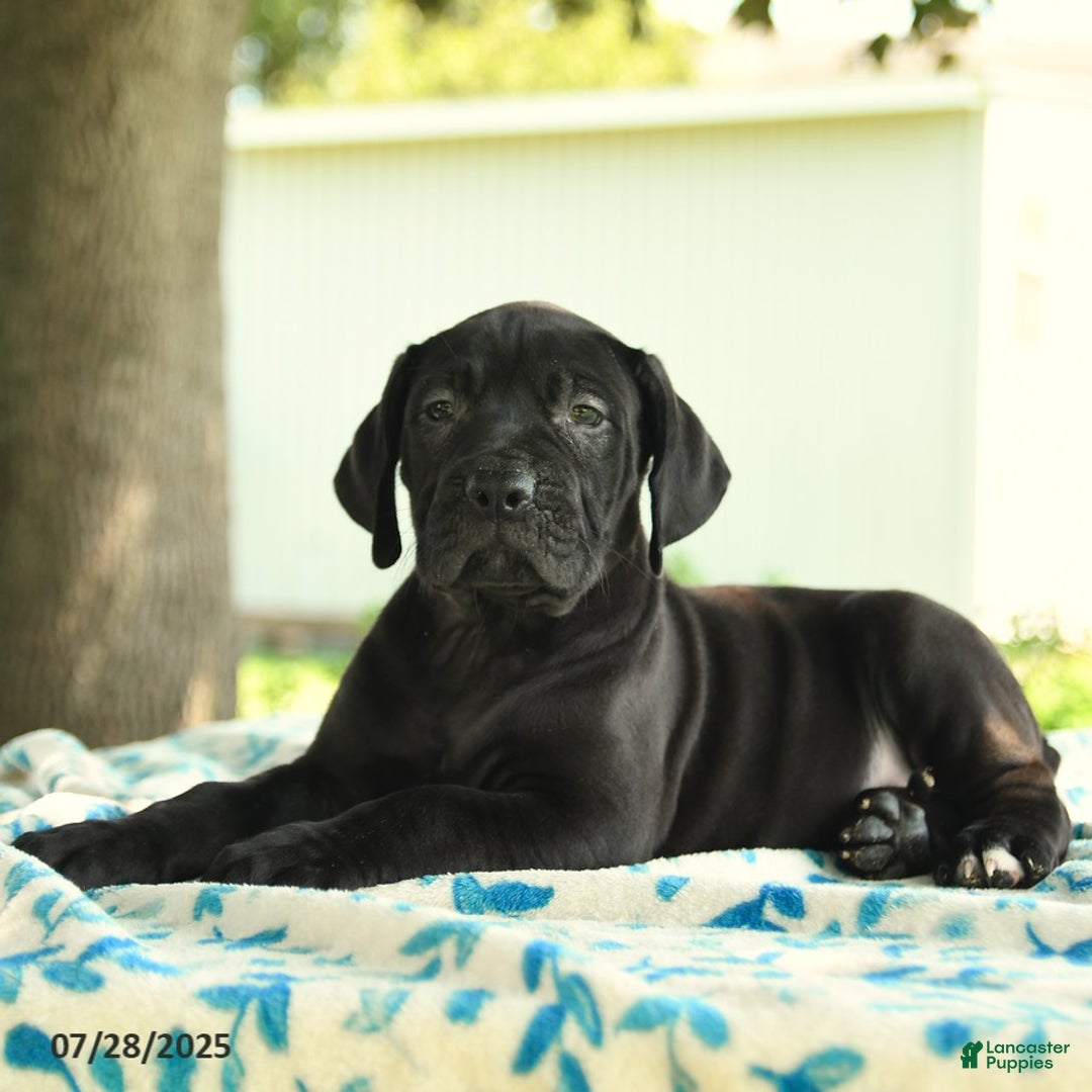 Cane Corso dogs for sale: Hadassah - Image 1