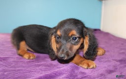 Dachshund dogs for sale: Dachshund 4 puppies - Image 16