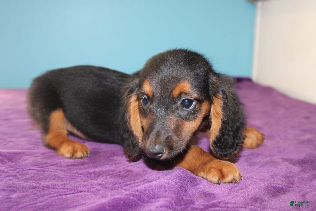 Dachshund dogs for sale: Dachshund 4 puppies - Image 16