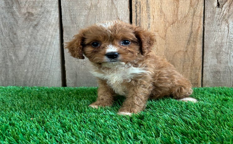 Cavapoo dogs for sale - Ad 4