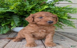 Goldendoodle dogs for sale: Dash - Image 35