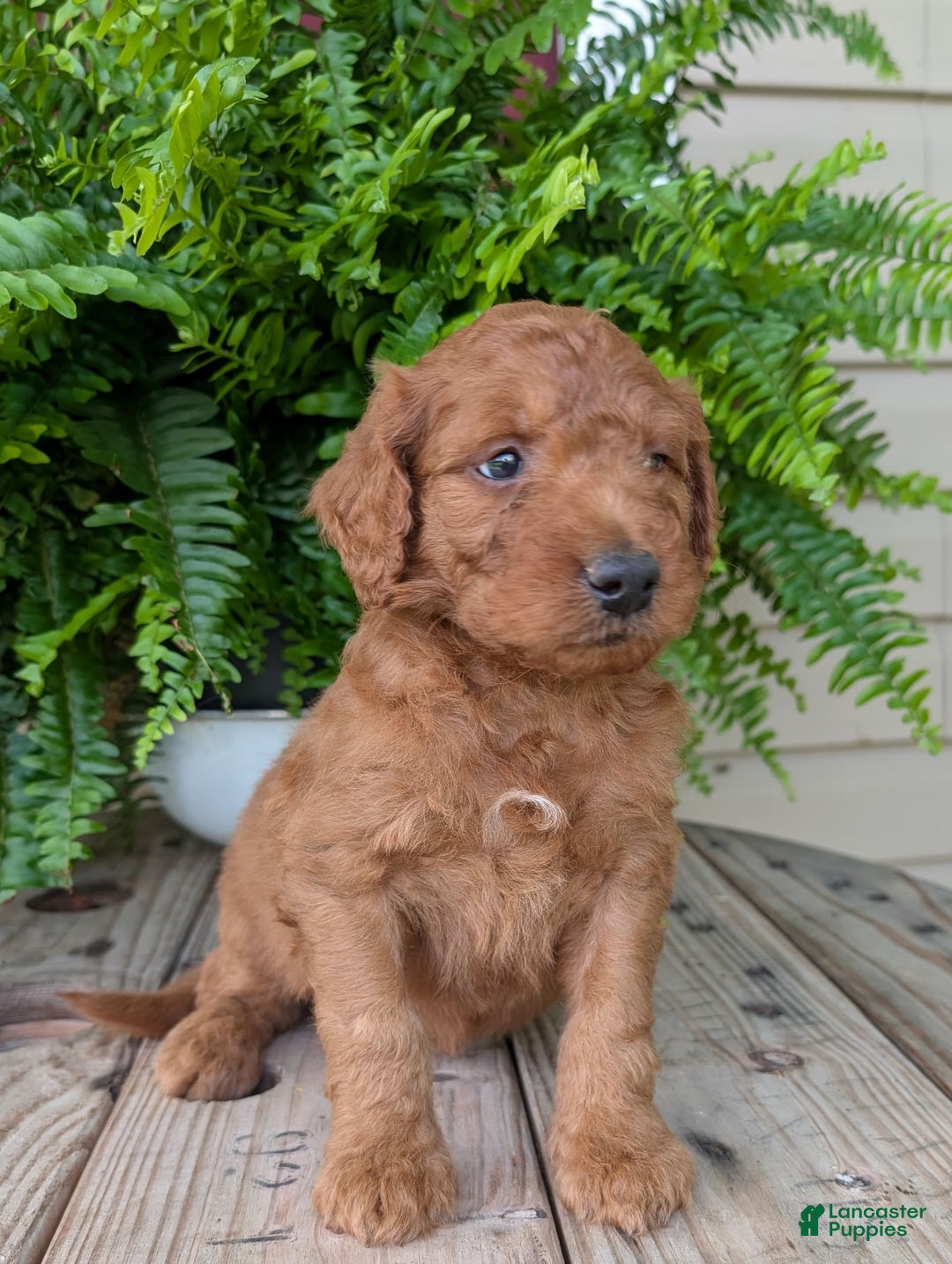 Goldendoodle dogs for sale: Dash - Image 35