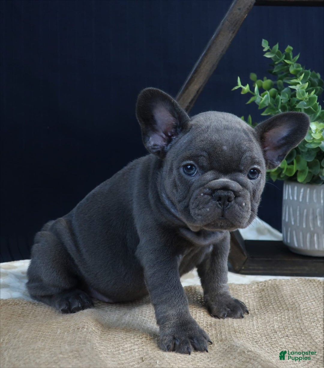 French Bulldog dogs for sale: Paige - Image 3