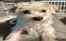 Yorkshire Terrier dogs for sale: Daisy - Image 6