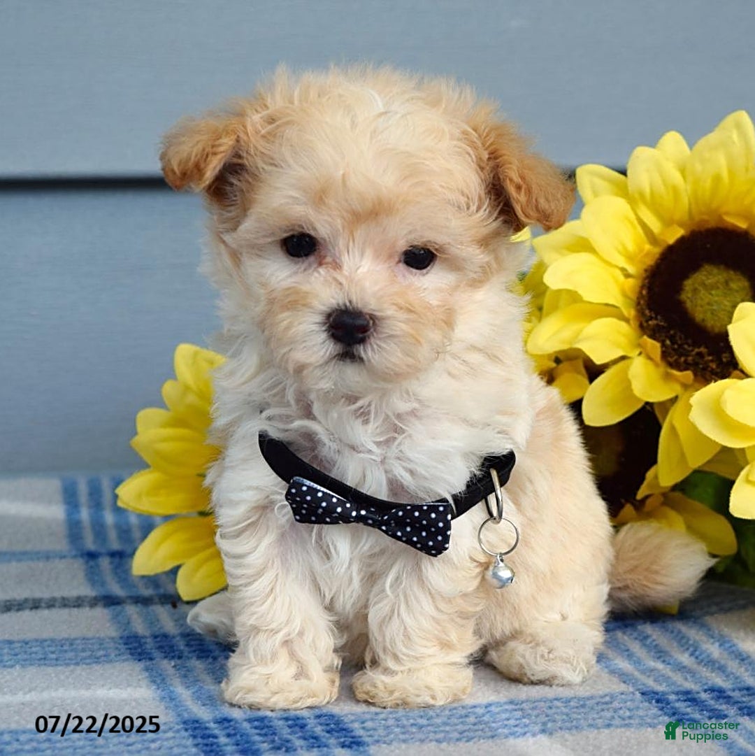 Maltipoo dogs for sale: Nevin - Image 6