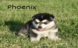 Alaskan Malamute dogs for sale: Puppy 1 - Image 1