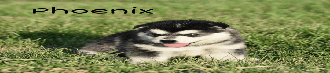 Puppy 1
