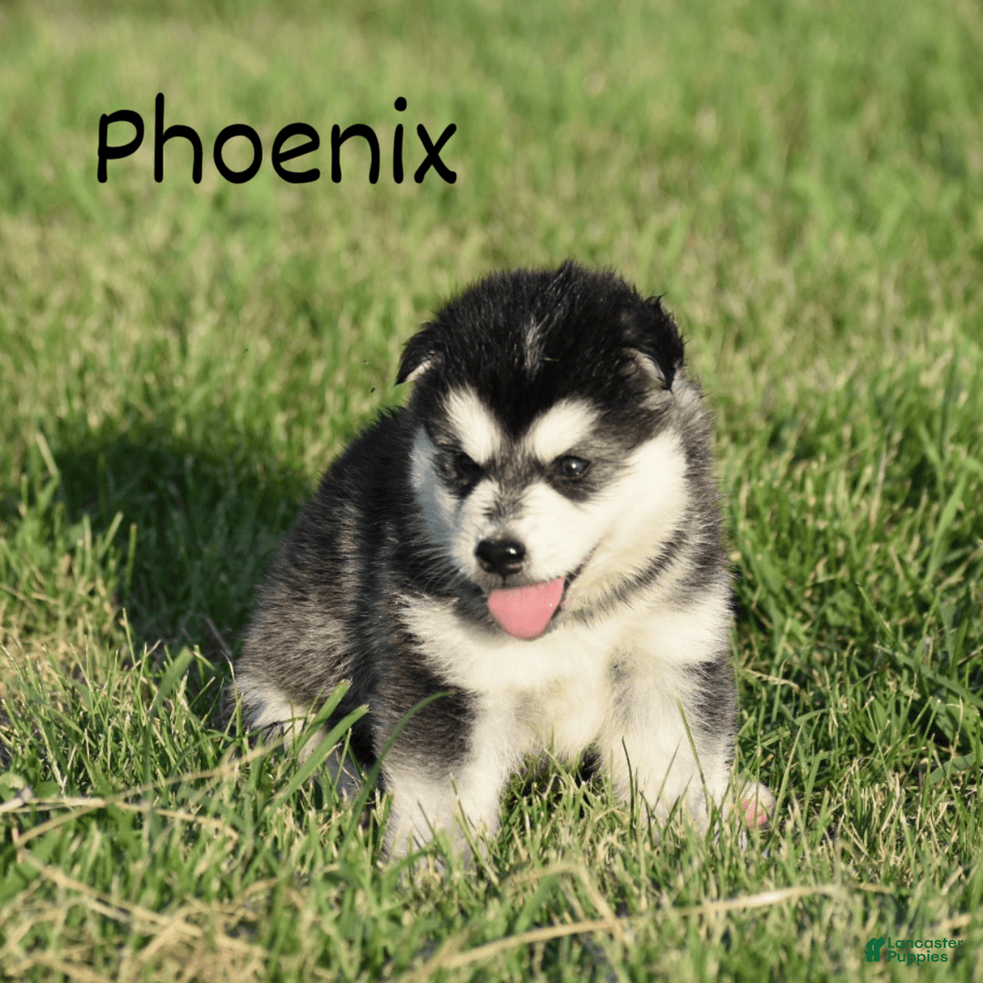 Alaskan Malamute dogs for sale: Puppy 1 - Image 1