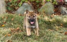 Shiba Inu dogs for sale: Jed - Image 7