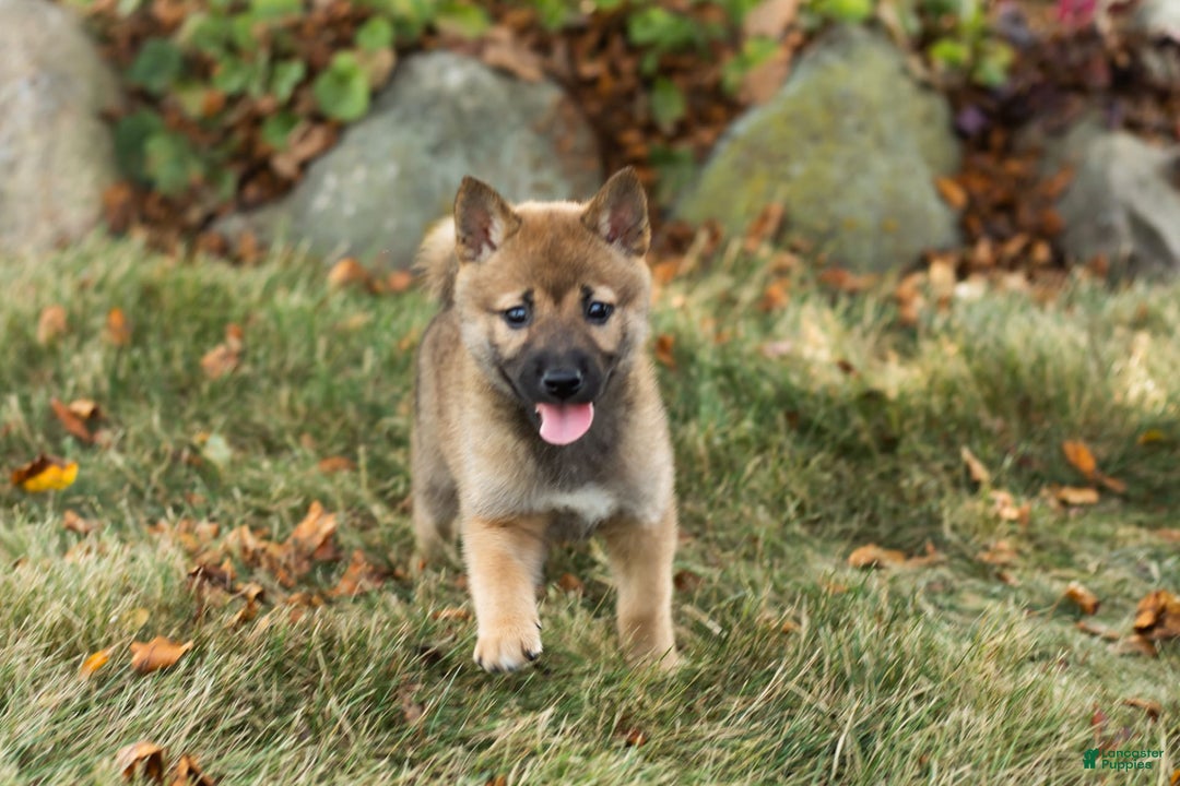 Shiba Inu dogs for sale: Jed - Image 7
