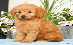 Mini Goldendoodle dogs for sale: Queenie - Image 1
