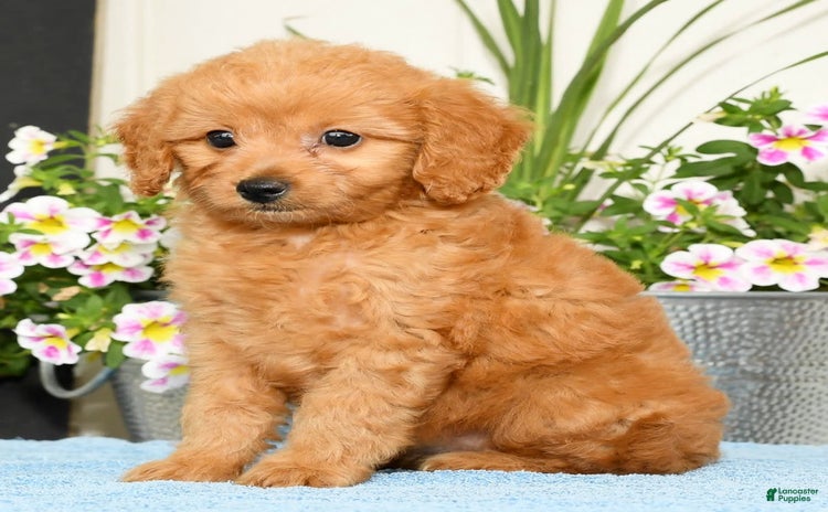 Mini Goldendoodle dogs for sale - Ad 4