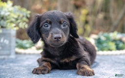 Miniature Dachshund dogs for sale: Midnight - Image 3