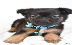 French Bulldog dogs for sale: Clifford - Image 5