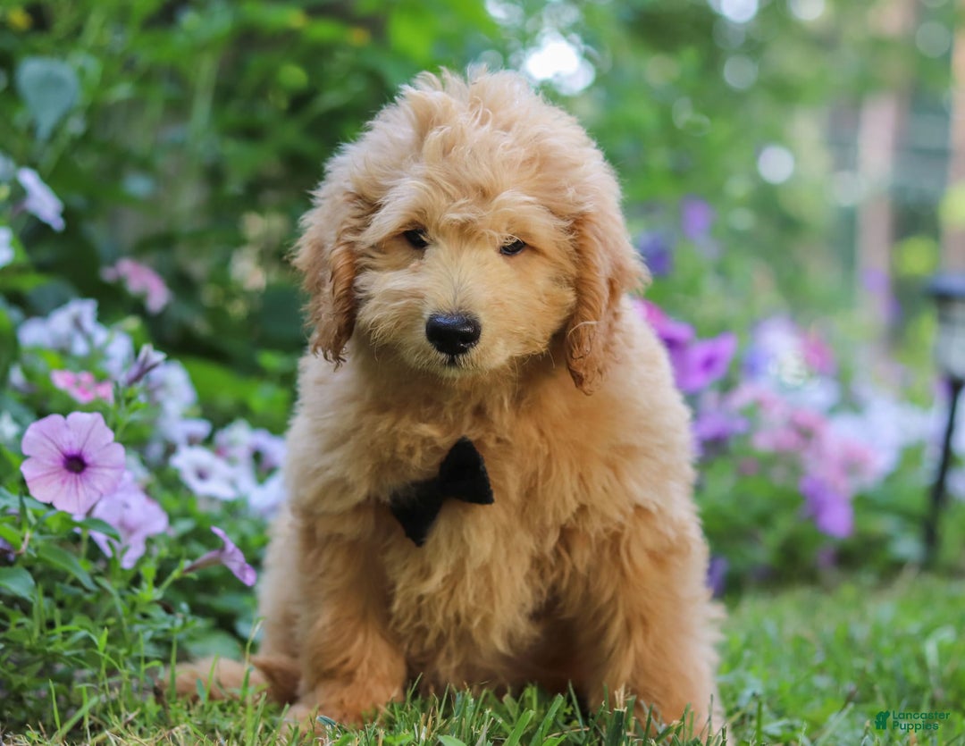  dogs for sale: Mini Goldendoodle 4 puppies - Image 13