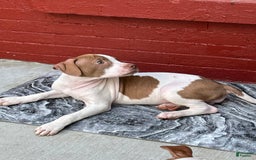 American Staffordshire Terrier dogs for sale: Cinnamon - Image 5