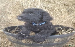 Labradoodle dogs for sale: Finn - Image 2