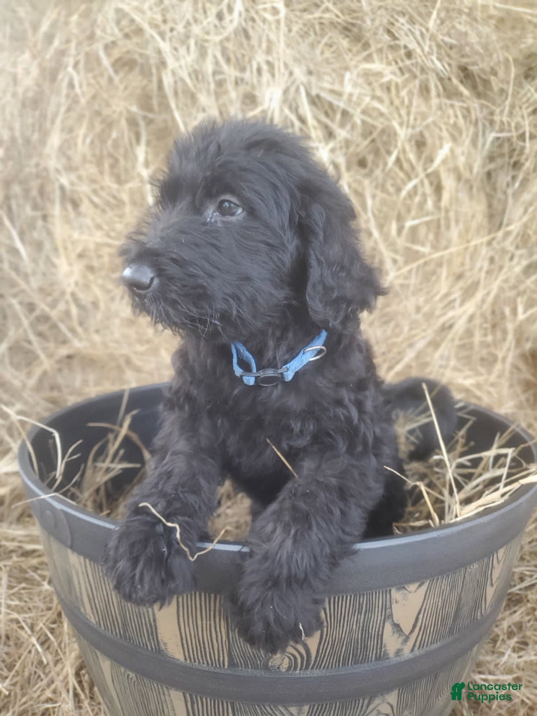 Labradoodle dogs for sale: Finn - Image 2