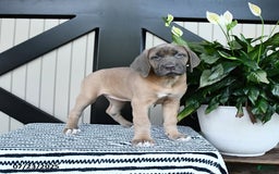 Cane Corso dogs for sale: Cane Corso 7 puppies - Image 4