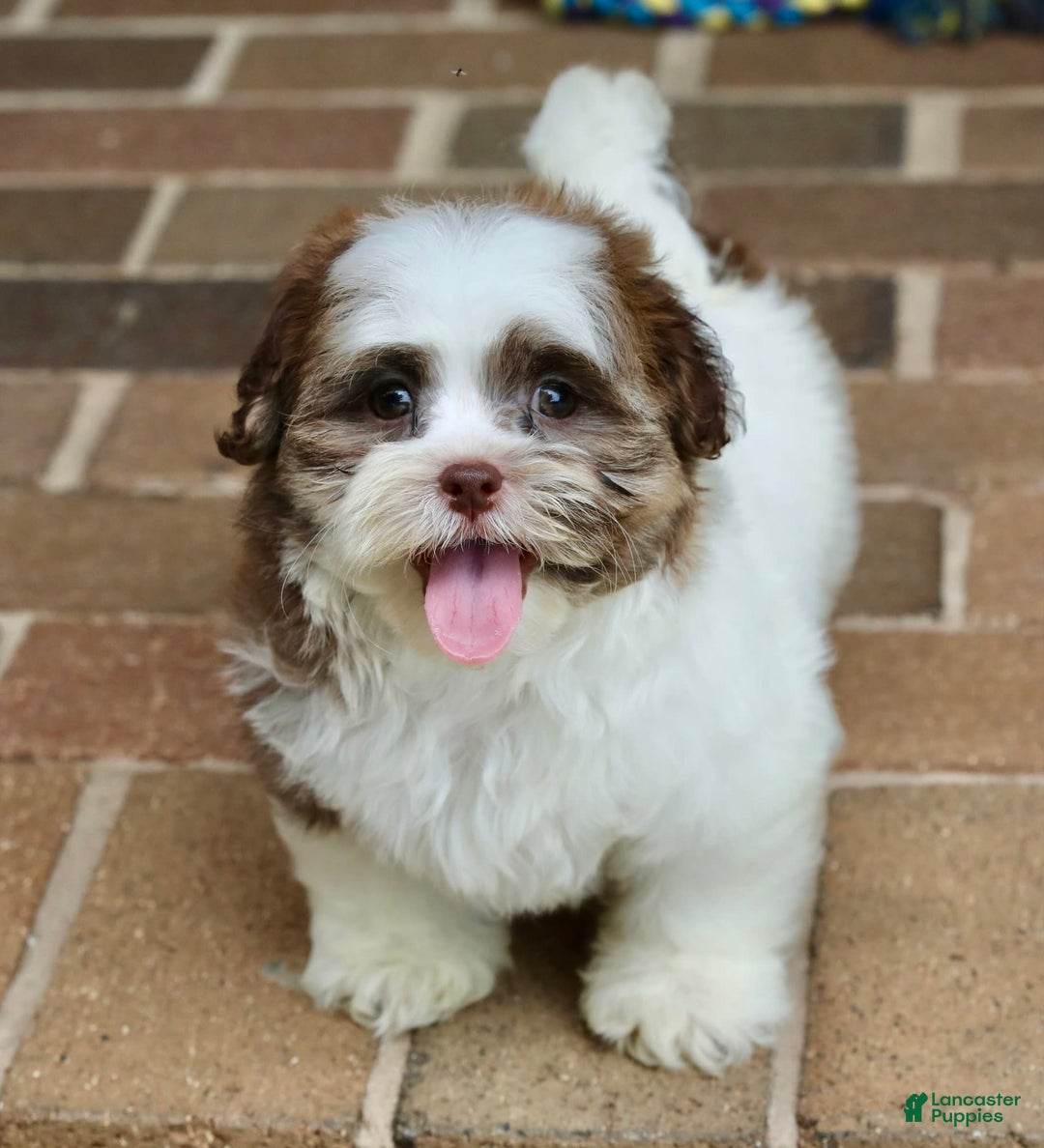 Shihpoo dogs for sale: Sadie - Image 4