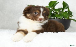 Australian Shepherd dogs for sale: Buster - Image 2