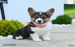 Welsh Corgi Pembroke dogs for sale: Tilly - Image 5