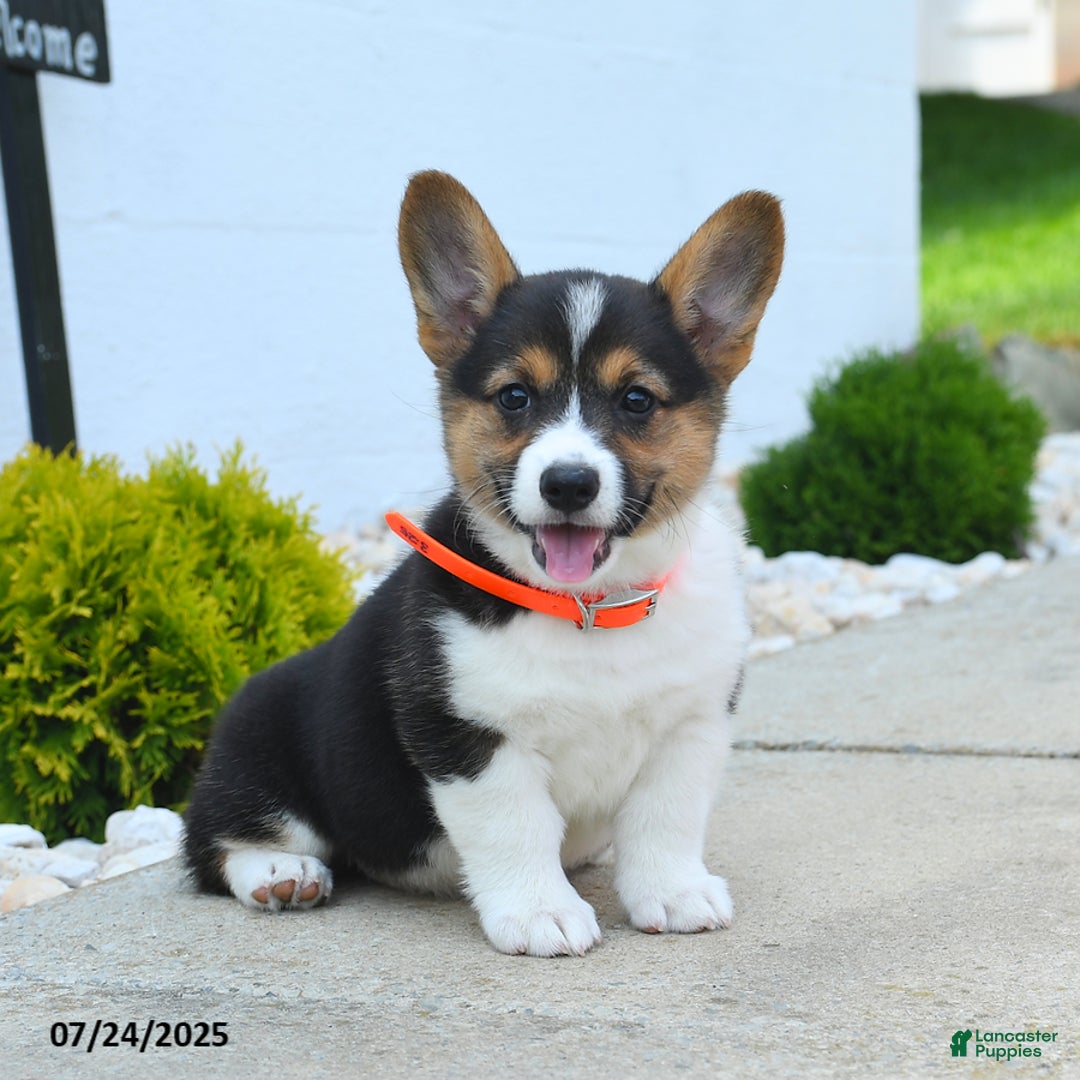 Welsh Corgi Pembroke dogs for sale: Tilly - Image 5