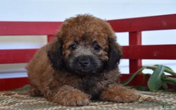 Cockapoo dogs for sale: Spencer - Image 5