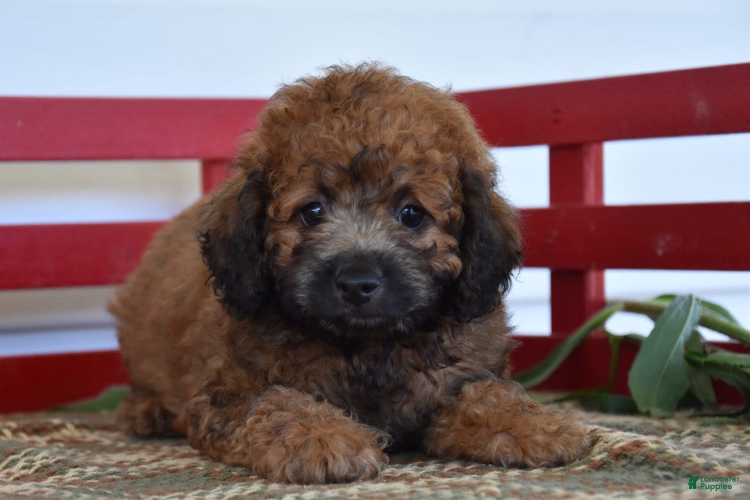 Cockapoo dogs for sale: Spencer - Image 5