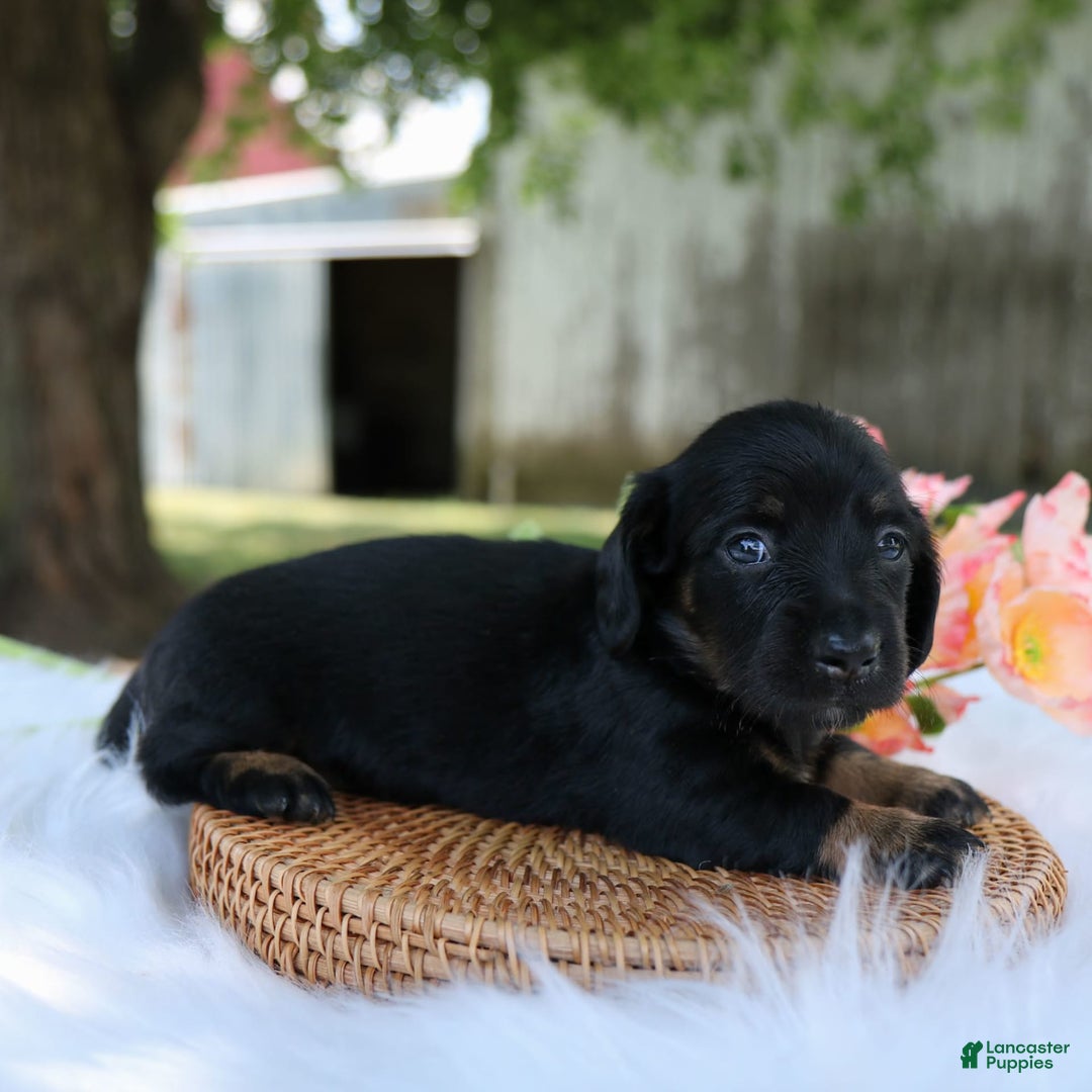Miniature Dachshund dogs for sale: Sallie - Image 3