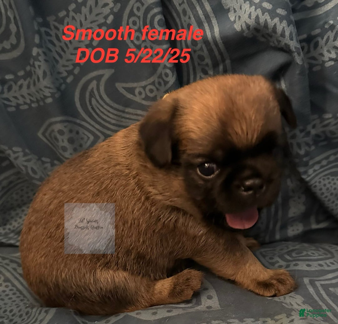 Brussels Griffon dogs for sale: Norma Jean - Image 4