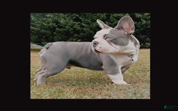 French Bulldog dogs for sale: Diamond - Image 11