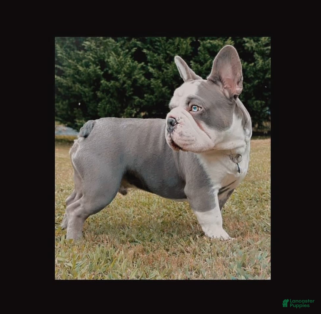 French Bulldog dogs for sale: Diamond - Image 11