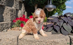 Cavapoo dogs for sale: Kya - Image 6