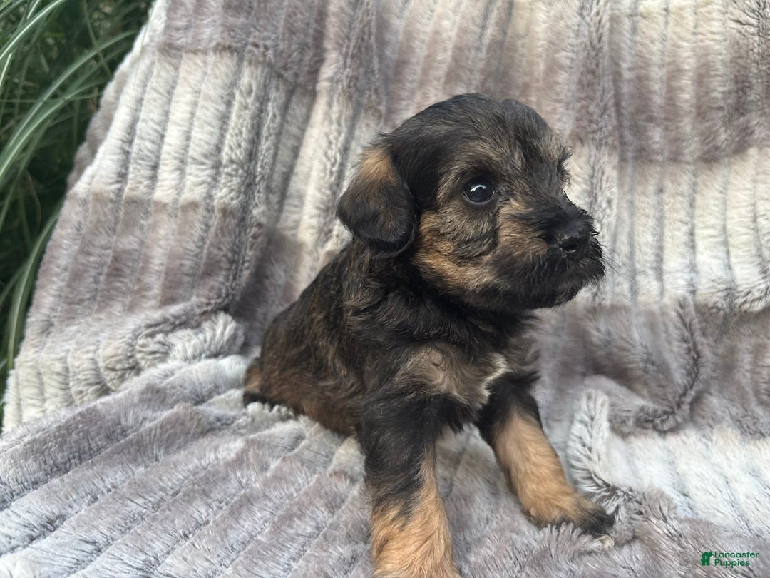 Schnoodle dogs for sale: Rosie - Image 3