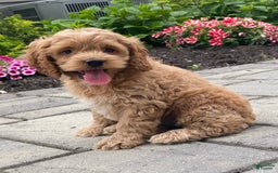 Cockapoo dogs for sale: Cockapoo 4 puppies - Image 24