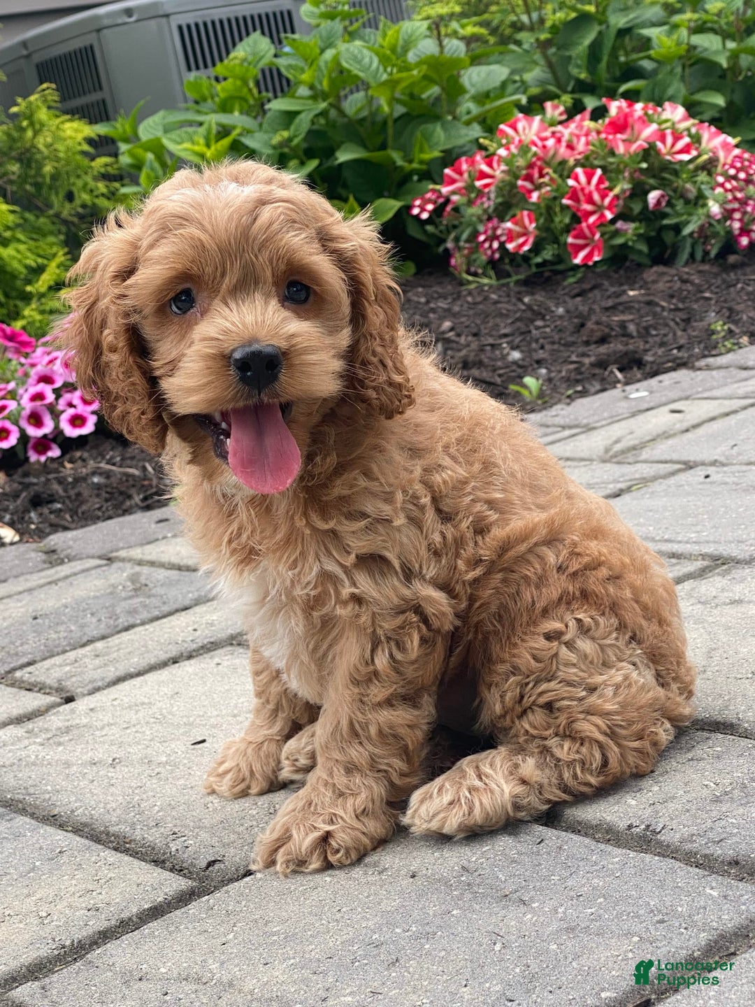 Cockapoo dogs for sale: Cockapoo 4 puppies - Image 24