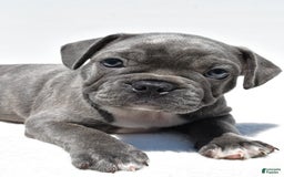 Frenchton dogs for sale: Buddy - Image 4