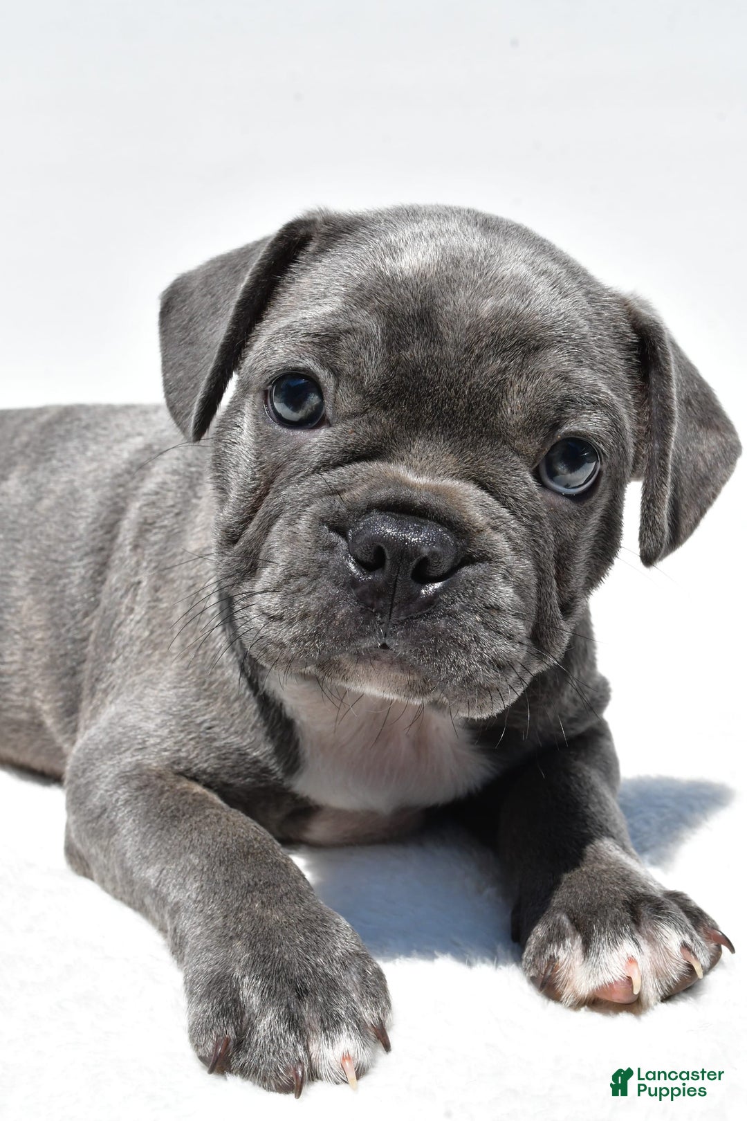 Frenchton dogs for sale: Buddy - Image 4