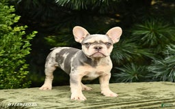 French Bulldog dogs for sale: River - Image 6