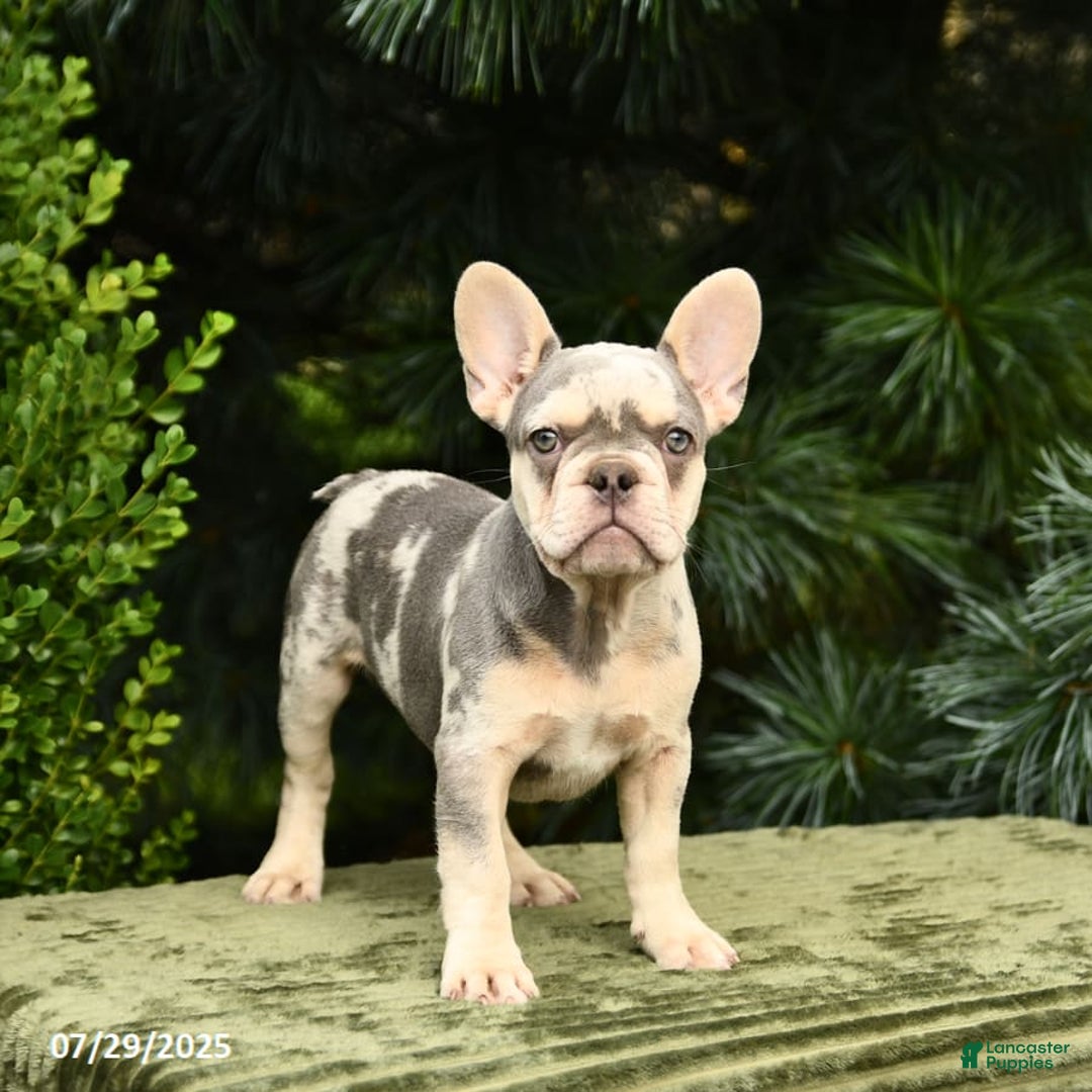French Bulldog dogs for sale: River - Image 6