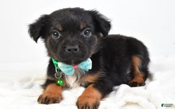 French Bulldog dogs for sale: Clyde - Image 2