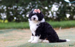 Mini Bernedoodle dogs for sale: Mini Bernedoodle 6 puppies - Image 24