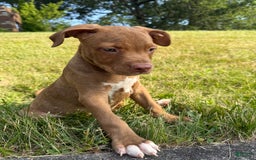 American Staffordshire Terrier dogs for sale: Fiyero - Image 15